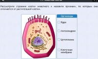 Интерактивные курсы. Биология 8 класс. Базовый - fgospostavki.ru - Первоуральск