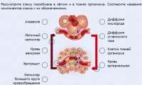 Интерактивные курсы. Биология 9 класс. Расширенный. - fgospostavki.ru - Первоуральск
