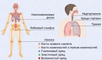 Интерактивные курсы. Биология 9 класс. Базовый. - fgospostavki.ru - Первоуральск