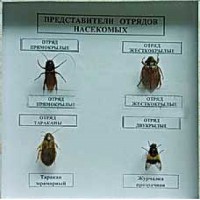 Коллекция энтомологическая "Представители отряда насекомых" - fgospostavki.ru - Первоуральск