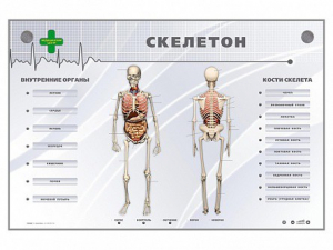 Электрифицированный стенд-тренажер "Скелетон" - fgospostavki.ru - Первоуральск