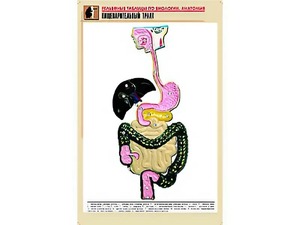 Рельефная таблица "Пищеварительный тракт" (формат А1, матовое ламинирование) - fgospostavki.ru - Первоуральск