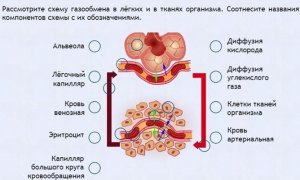 Интерактивные курсы. Биология 9 класс. Расширенный. - fgospostavki.ru - Первоуральск