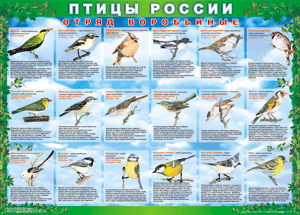Комплект таблиц "Птицы России (4 листа)" (100х140 сантиметров, винил) - fgospostavki.ru - Первоуральск
