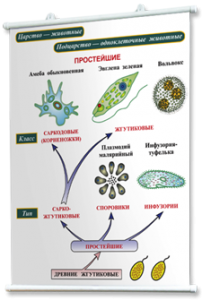 Плакаты по биологии для оформления кабинета. - fgospostavki.ru - Первоуральск