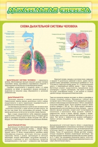Стенд "Дыхательная система" - fgospostavki.ru - Первоуральск