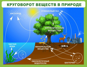 Стенд "Круговорот веществ" - fgospostavki.ru - Первоуральск
