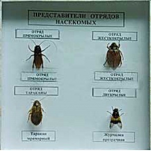Коллекция энтомологическая "Представители отряда насекомых" - fgospostavki.ru - Первоуральск