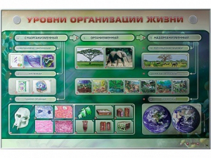 Электрифицированный стенд "Уровни организации жизни" - fgospostavki.ru - Первоуральск