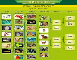 Стенд "Систематика животных" - fgospostavki.ru - Первоуральск
