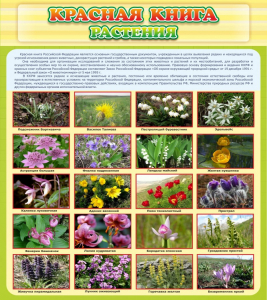 Стенд "Красная книга - растения" - fgospostavki.ru - Первоуральск