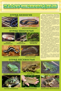 Стенд "Класс земноводные" - fgospostavki.ru - Первоуральск