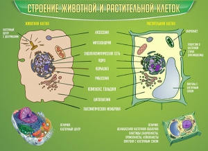 Стенд "Строение животной и растительной клеток" - fgospostavki.ru - Первоуральск