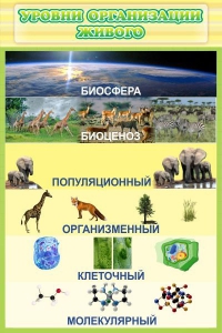 Стенд "Уровни организации живого" - fgospostavki.ru - Первоуральск