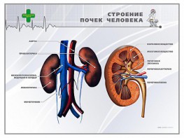 Стенд "Строение почки человека" - fgospostavki.ru - Первоуральск