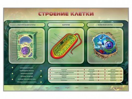Электрифицированный стенд "Строение клетки" с маркерными полями - fgospostavki.ru - Первоуральск