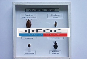 Коллекция "Семейство жуков" - fgospostavki.ru - Первоуральск