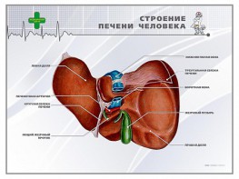 Стенд "Строение печени человека" - fgospostavki.ru - Первоуральск