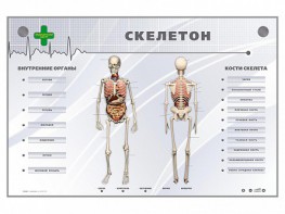 Электрифицированный стенд-тренажер "Скелетон" - fgospostavki.ru - Первоуральск