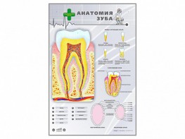 Электрифицированный стенд "Анатомия зуба" - fgospostavki.ru - Первоуральск
