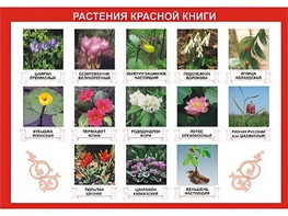 Таблица демонстрационная "Растения Красной книги" (винил 70*100) - fgospostavki.ru - Первоуральск