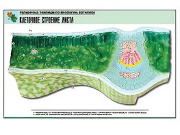 Рельефная таблица "Клеточное строение листа" (формат А1, матовое ламинирование) - fgospostavki.ru - Первоуральск
