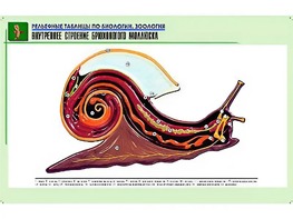 Рельефная таблица "Внутреннее строение брюхоногого моллюска" (формат А1, матовое ламинирование) - fgospostavki.ru - Первоуральск