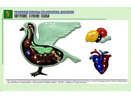 Рельефная таблица "Внутреннее строение голубя" (формат А1, матовое ламинирование) - fgospostavki.ru - Первоуральск