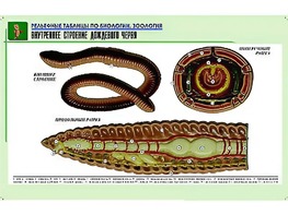 Рельефная таблица "Внутреннее строение дождевого червя" (формат А1, матовое ламинирование) - fgospostavki.ru - Первоуральск