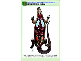 Рельефная таблица "Внутреннее строение ящерицы" (формат А1, матовое ламинирование) - fgospostavki.ru - Первоуральск