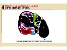 Рельефная таблица "Печень. Висцеральная поверхность" (формат А1, матовое ламинирование) - fgospostavki.ru - Первоуральск