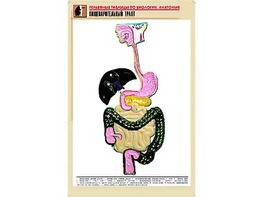 Рельефная таблица "Пищеварительный тракт" (формат А1, матовое ламинирование) - fgospostavki.ru - Первоуральск