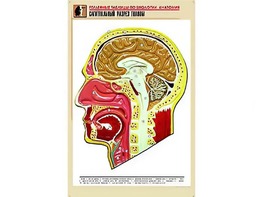 Рельефная таблица "Сагиттальный разрез головы" (формат А1, матовое ламинирование) - fgospostavki.ru - Первоуральск