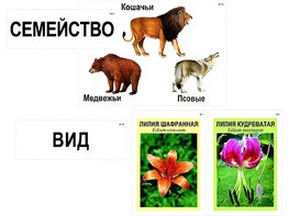 Модель-аппликация "Классификация растений и животных" (ламинированная) - fgospostavki.ru - Первоуральск