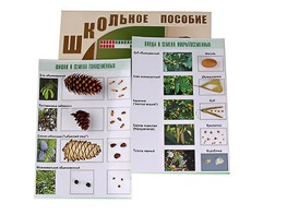 Коллекция "Шишки, плоды, семена деревьев и кустарников" - fgospostavki.ru - Первоуральск
