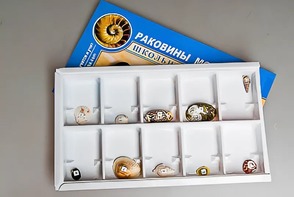 Коллекция "Раковины моллюсков" - fgospostavki.ru - Первоуральск