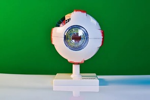 Модель глаза - fgospostavki.ru - Первоуральск