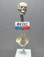 Модель "Позвоночник с черепом и тазом" - fgospostavki.ru - Первоуральск