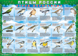 Комплект таблиц "Птицы России (4 листа)" (100х140 сантиметров, винил) - fgospostavki.ru - Первоуральск