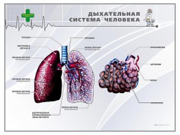 Стенд "Дыхательная система человека" - fgospostavki.ru - Первоуральск