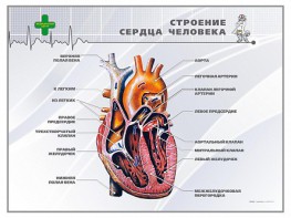 Стенд "Строение сердца человека" - fgospostavki.ru - Первоуральск
