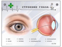 Интерактивный стенд "Строение глаза" - fgospostavki.ru - Первоуральск