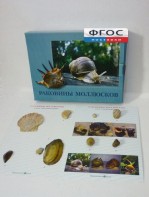 Коллекция "Раковины моллюсков" - fgospostavki.ru - Первоуральск