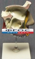 Модель "Разрез носоглотки" - fgospostavki.ru - Первоуральск