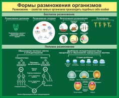 Стенд "Формы размножения организмов" - fgospostavki.ru - Первоуральск