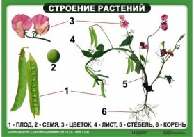 Комплект таблиц "Ознакомление с окружающим миром 1-4 класс" - fgospostavki.ru - Первоуральск
