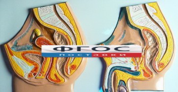 Модель барельефная "Таз мужской и таз женский" - fgospostavki.ru - Первоуральск