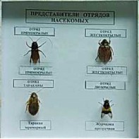 Коллекция энтомологическая "Представители отряда насекомых" - fgospostavki.ru - Первоуральск