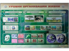 Электрифицированный стенд "Уровни организации жизни" - fgospostavki.ru - Первоуральск