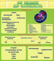 Стенд "От клетки до организма" - fgospostavki.ru - Первоуральск